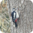 Birds in garden