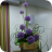 Flower Club May 2018 P1030513