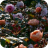garden-roses-800x390