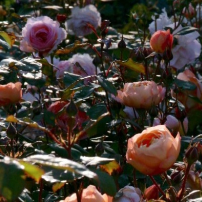 garden-roses-800x390