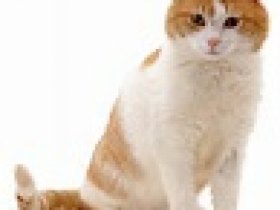 Ginger Cat