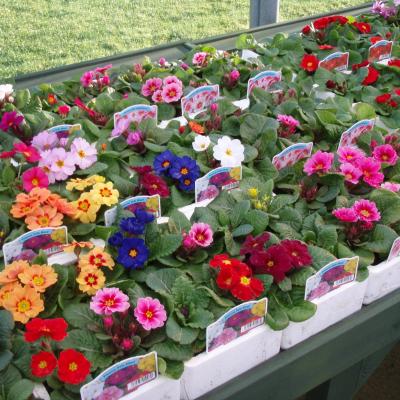 PlantSalePlants2018