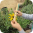 sunflower measuring