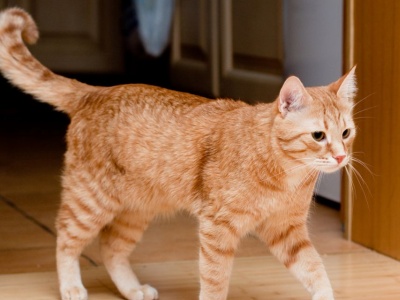 ginger tabby cat lifespan